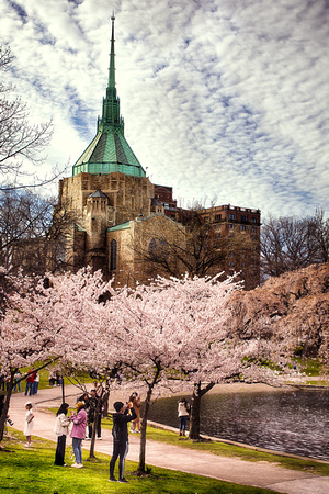 Cherry Blossoms and the Pentecost